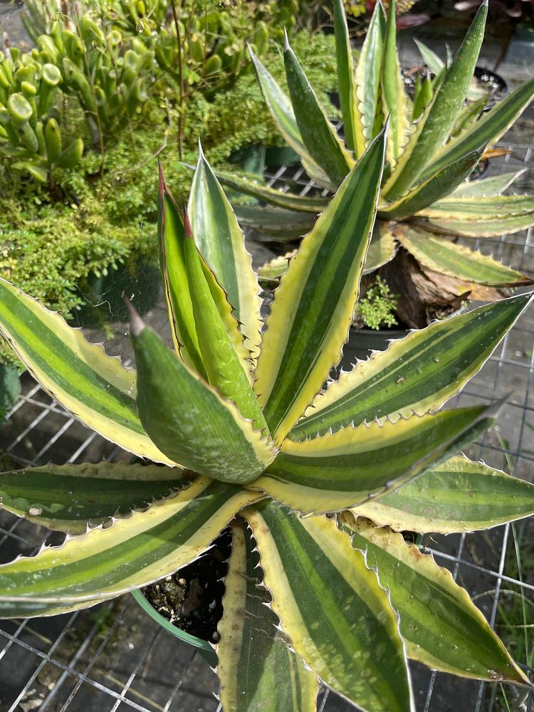 agave-lophantha-quadricolor-century-plant