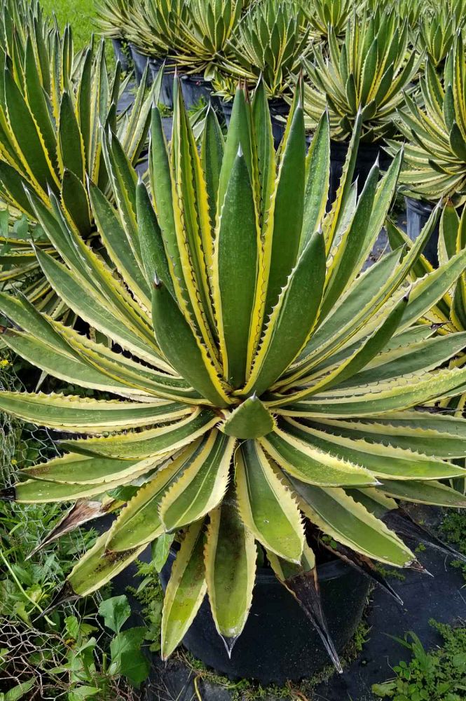 agave-lophantha-quadricolor-century-plant