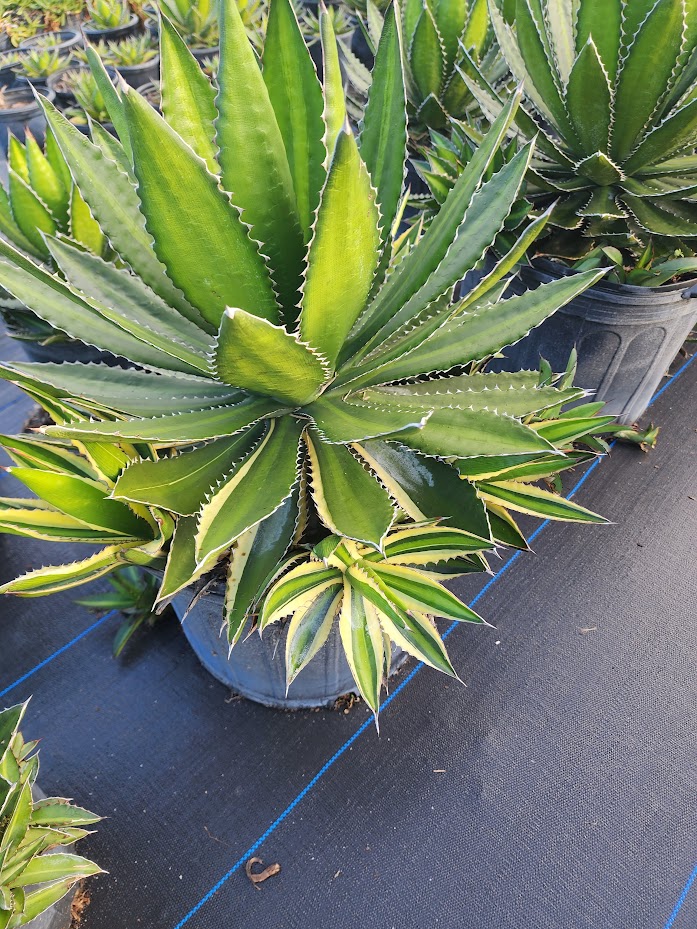 agave-lophantha-quadricolor-century-plant