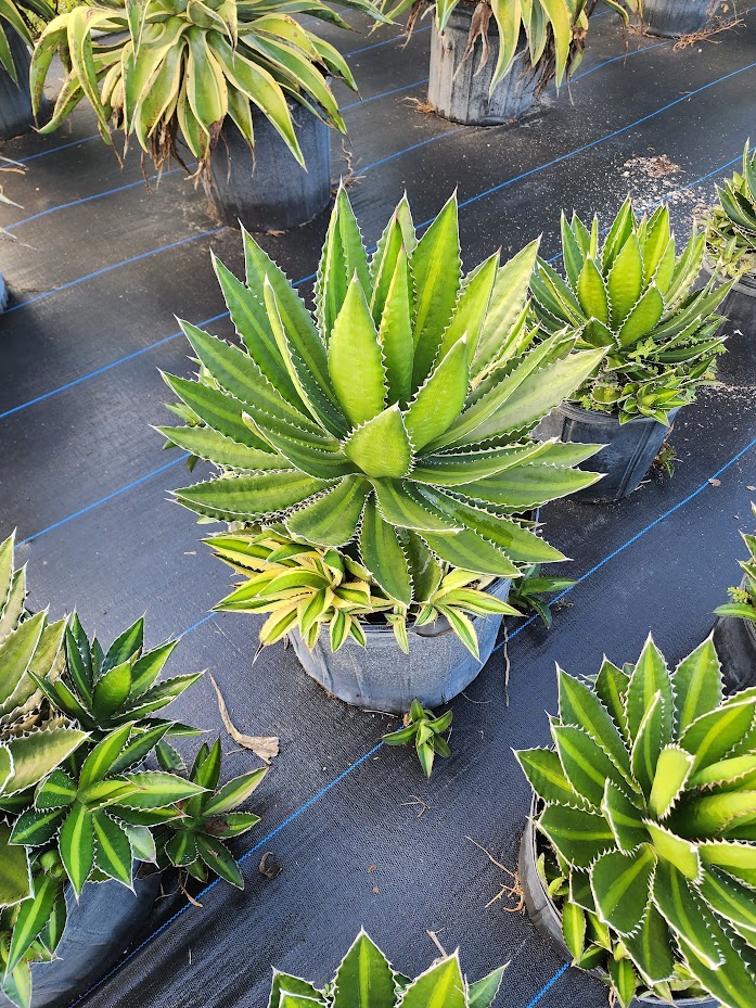 agave-lophantha-quadricolor-century-plant