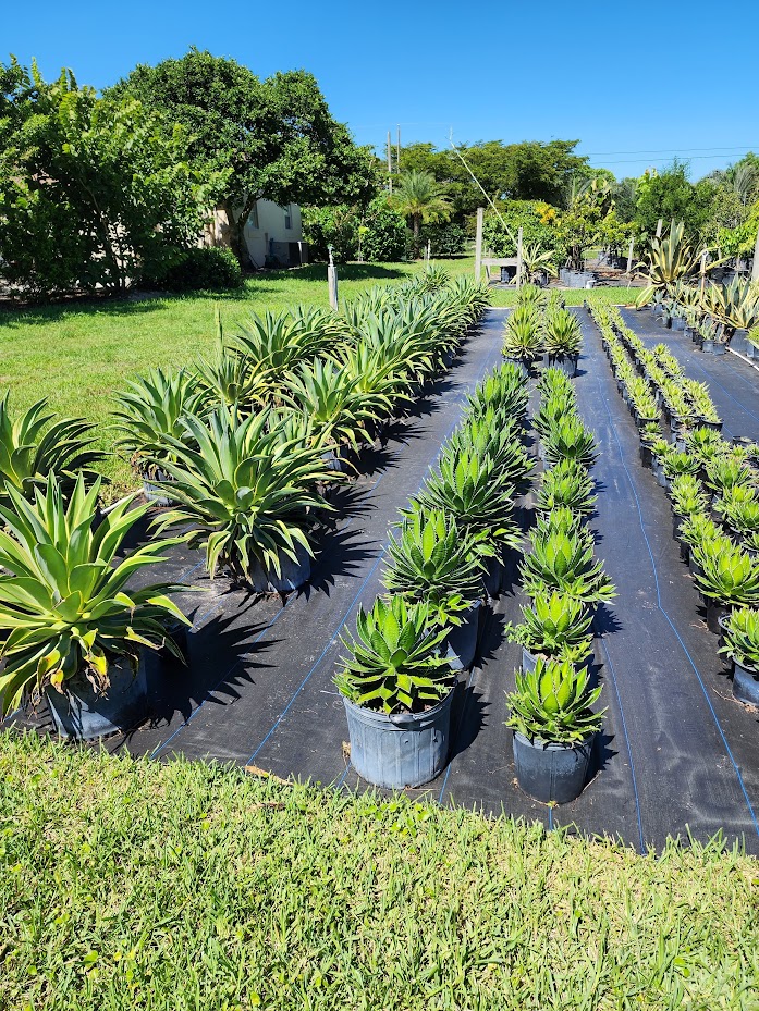 agave-lophantha-quadricolor-century-plant