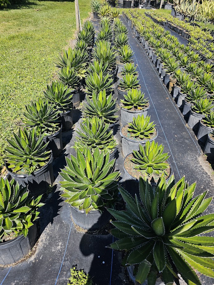 agave-lophantha-quadricolor-century-plant