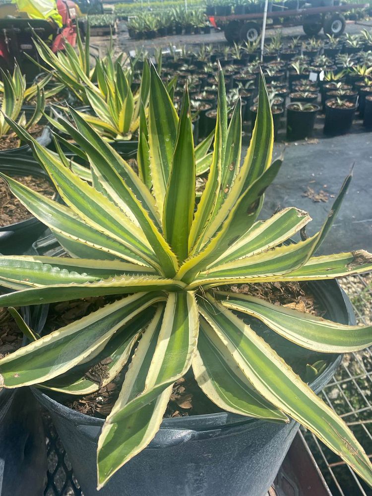 agave-lophantha-quadricolor-century-plant