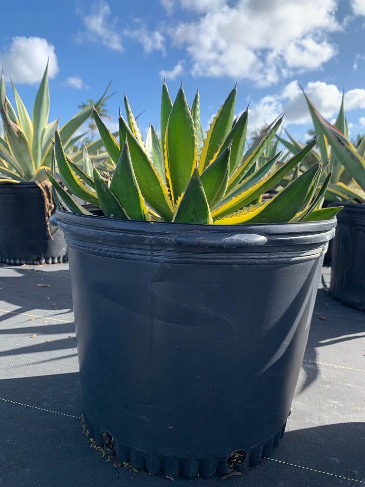 agave-lophantha-quadricolor-century-plant