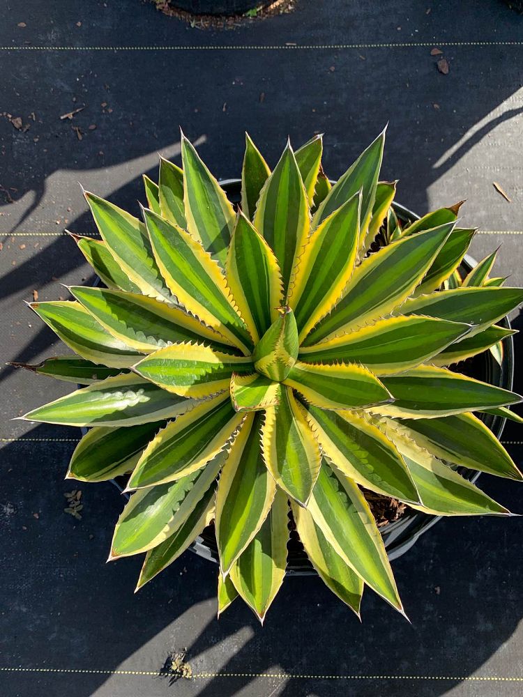 agave-lophantha-quadricolor-century-plant