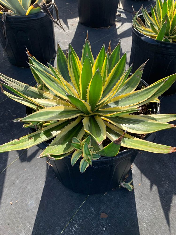agave-lophantha-quadricolor-century-plant