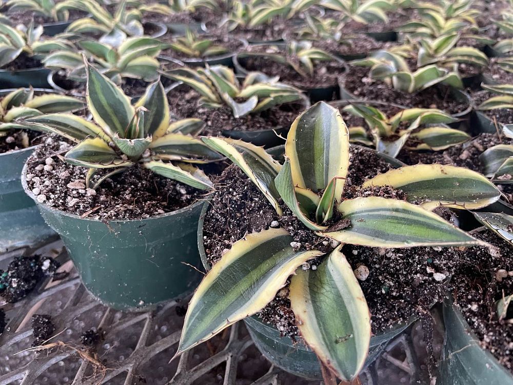 agave-lophantha-quadricolor-century-plant