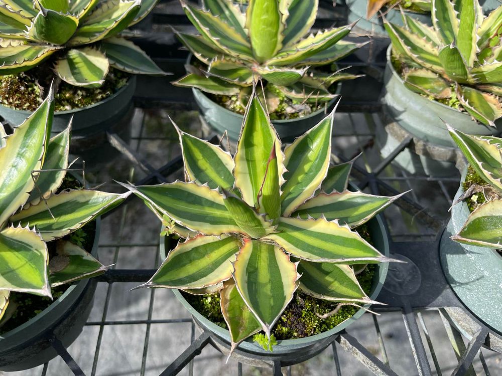 agave-lophantha-quadricolor-century-plant