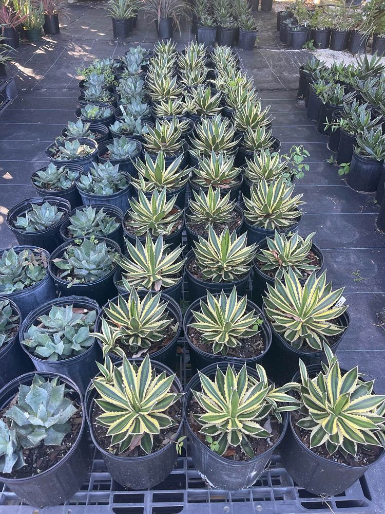 agave-lophantha-quadricolor-century-plant
