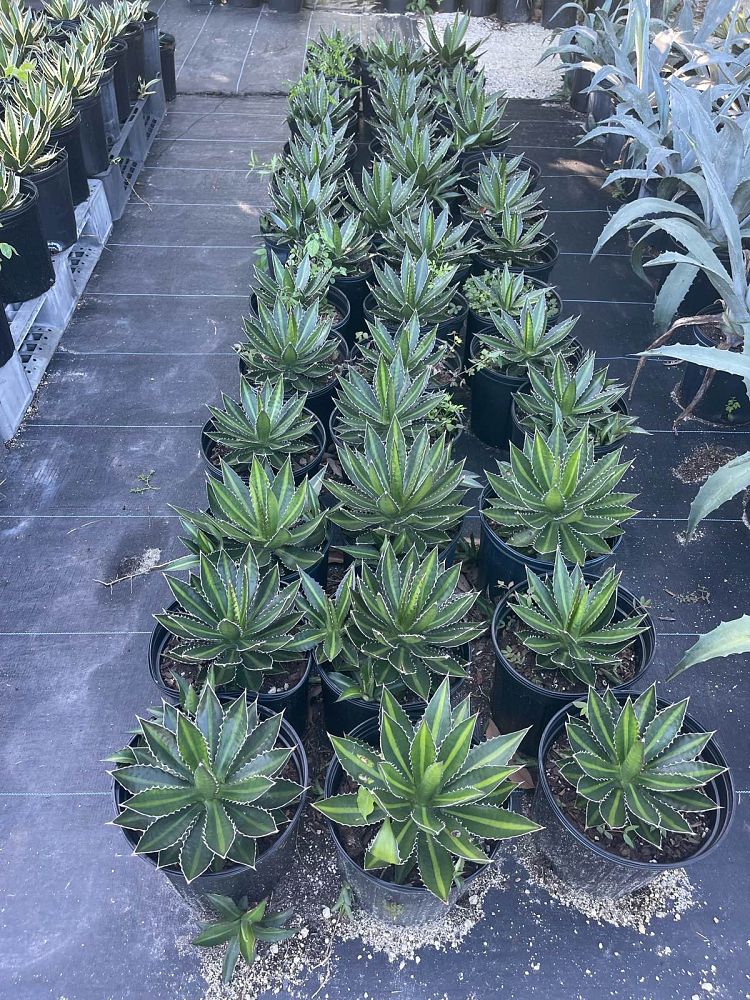 agave-lophantha-quadricolor-century-plant
