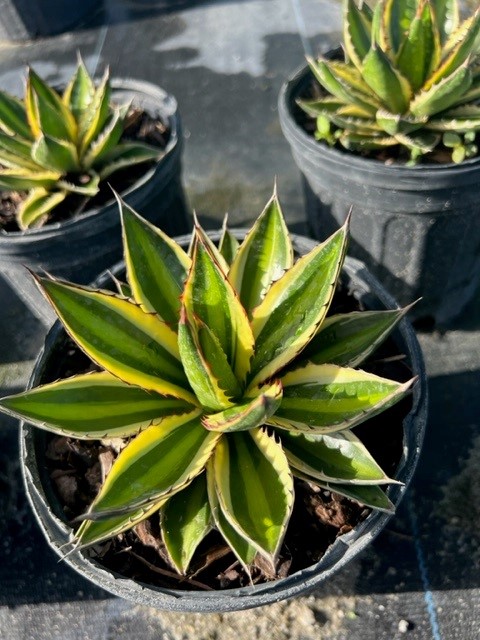 agave-lophantha-quadricolor-century-plant