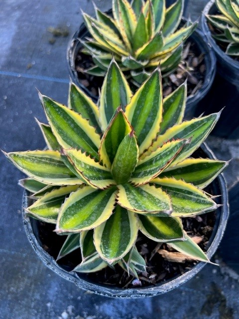 agave-lophantha-quadricolor-century-plant