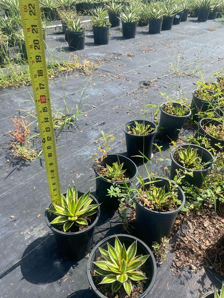 agave-lophantha-quadricolor-century-plant