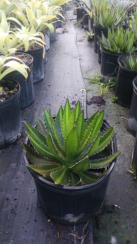 agave-lophantha-quadricolor-century-plant