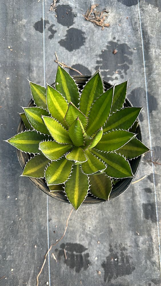 agave-lophantha-quadricolor-century-plant