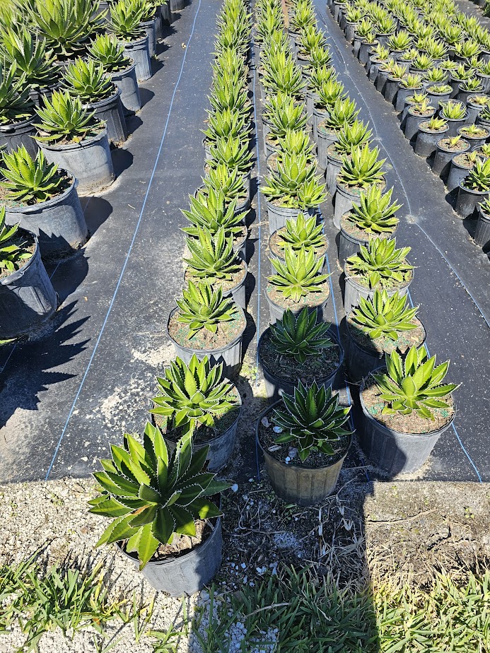 agave-lophantha-quadricolor-century-plant