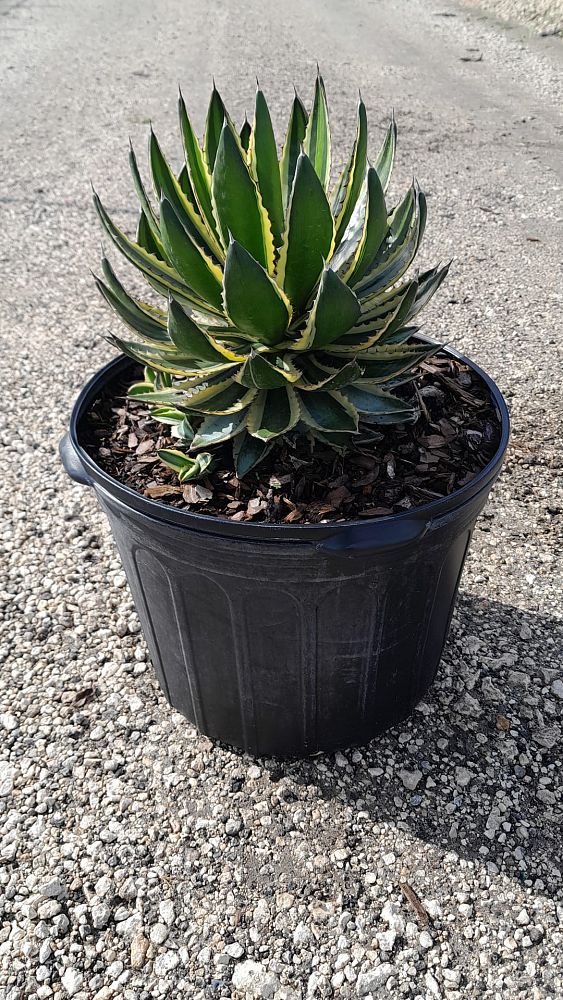 agave-lophantha-quadricolor-century-plant