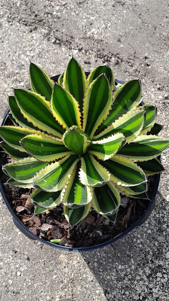 agave-lophantha-quadricolor-century-plant