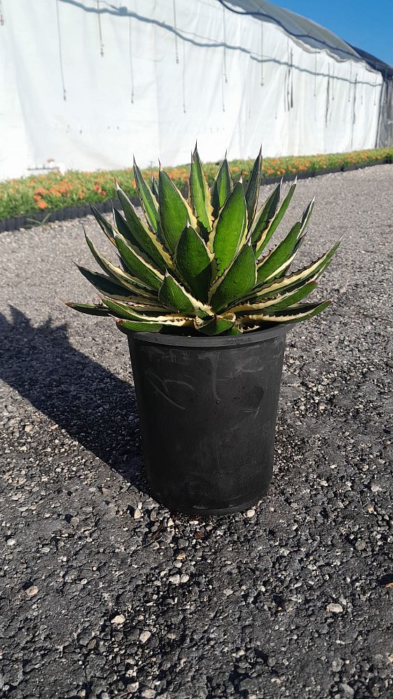 agave-lophantha-quadricolor-century-plant