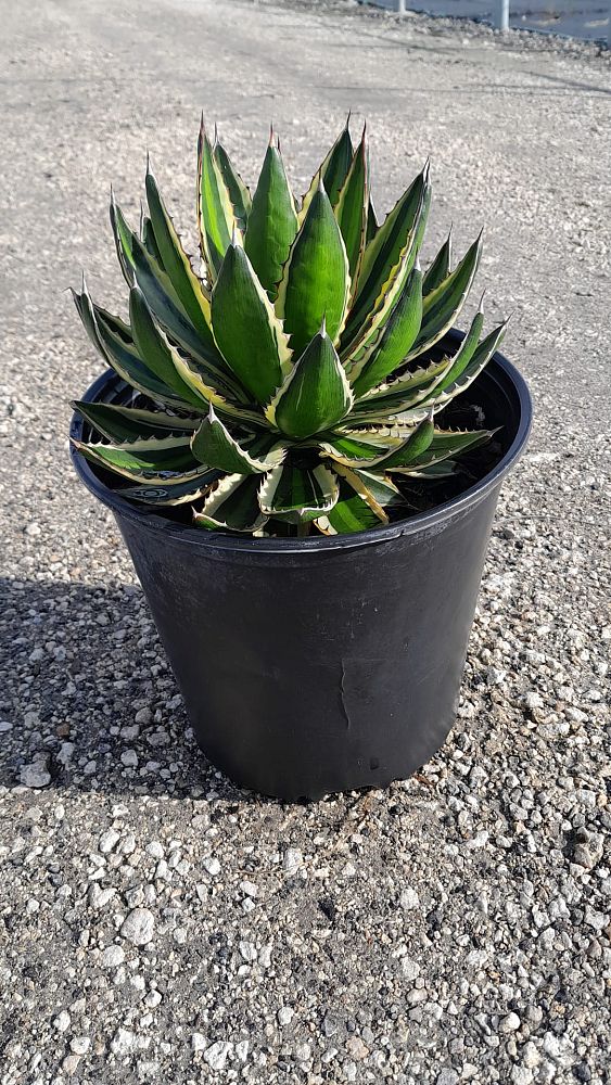 agave-lophantha-quadricolor-century-plant