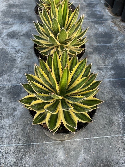 agave-lophantha-quadricolor-century-plant
