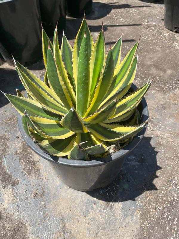 agave-lophantha-quadricolor-century-plant