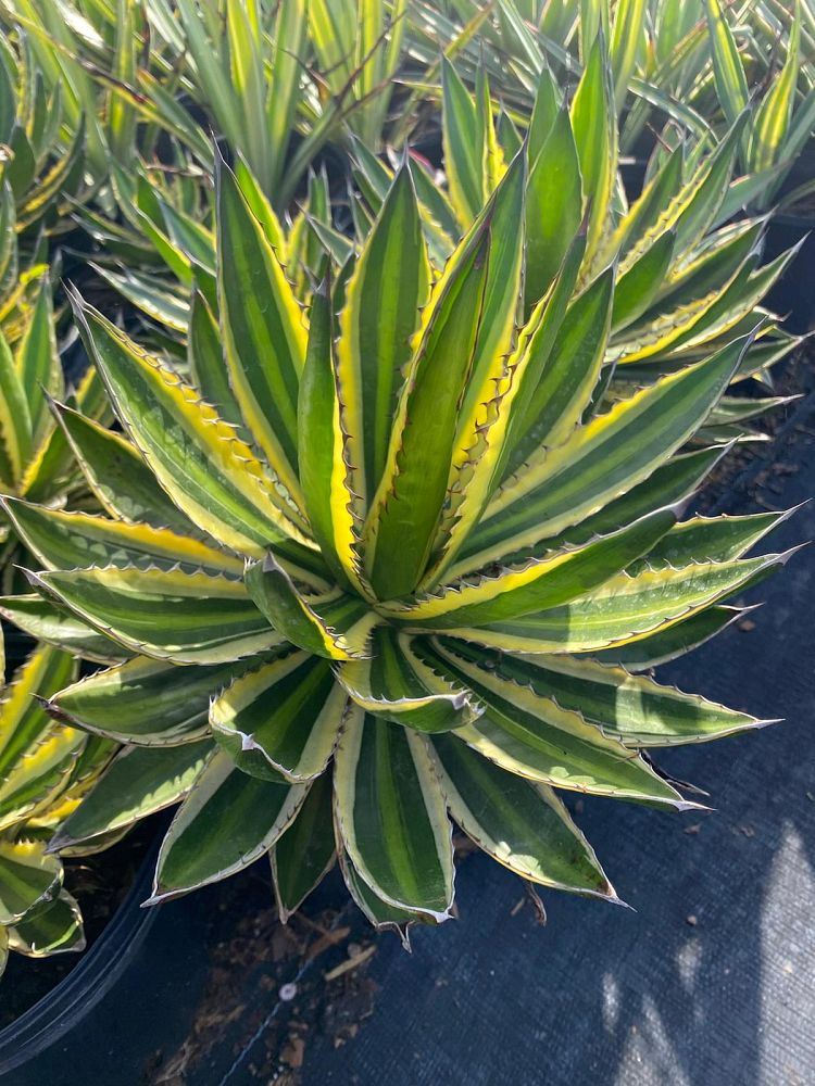 agave-lophantha-quadricolor-century-plant