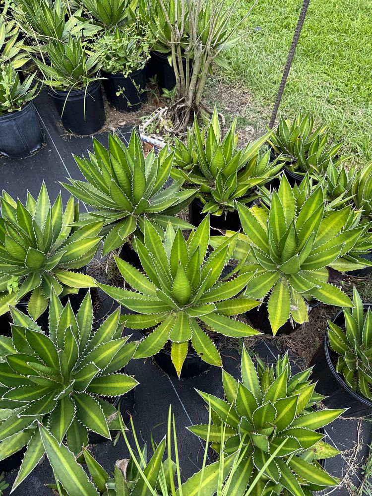 agave-lophantha-quadricolor-century-plant