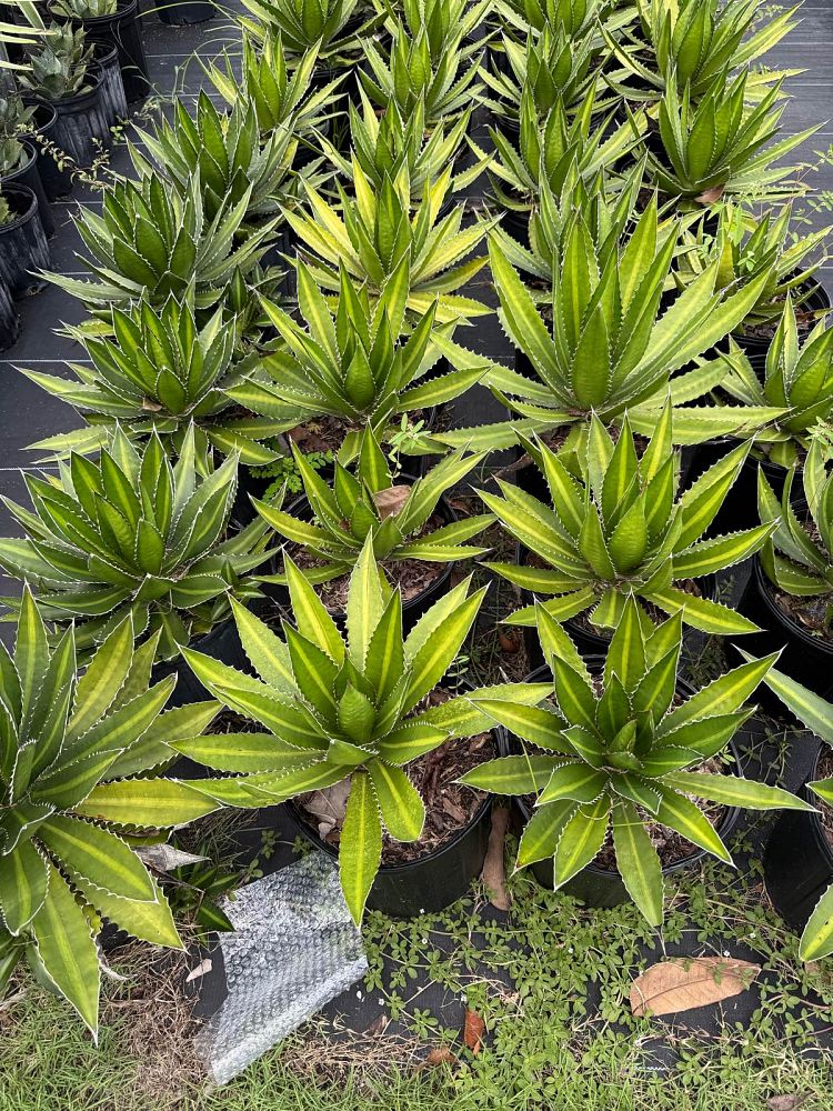 agave-lophantha-quadricolor-century-plant