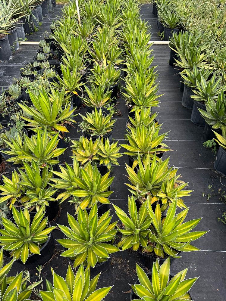 agave-lophantha-quadricolor-century-plant