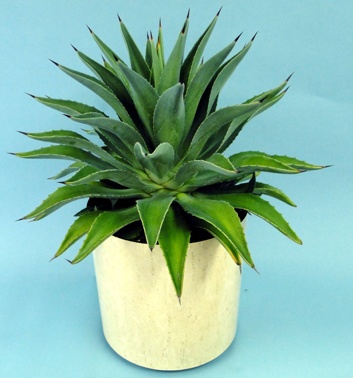 agave-lurida-agave-polyphylla-agave-desmettiana