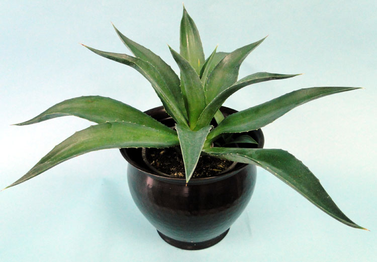 agave-lurida-agave-polyphylla-agave-desmettiana