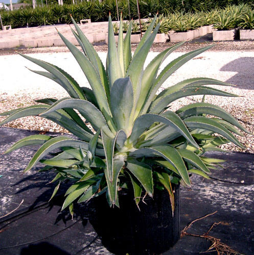 agave-lurida-agave-polyphylla-agave-desmettiana