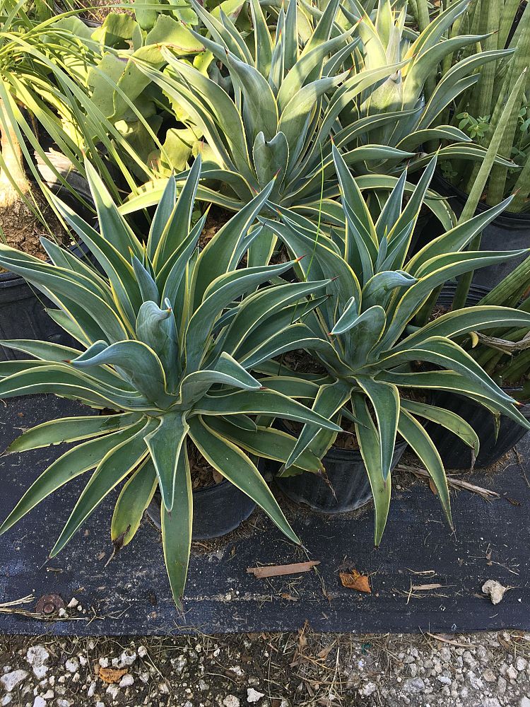 agave-lurida-agave-polyphylla-agave-desmettiana