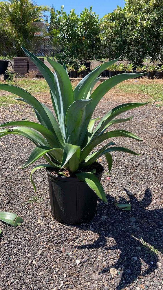 agave-lurida-agave-polyphylla-agave-desmettiana