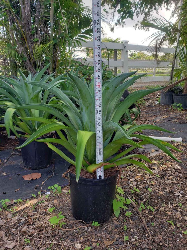 agave-lurida-agave-polyphylla-agave-desmettiana