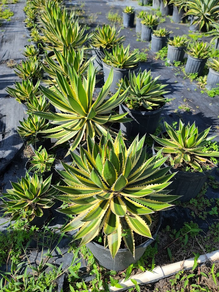 agave-lurida-agave-polyphylla-agave-desmettiana