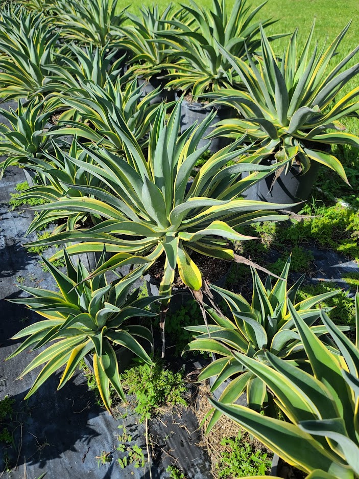 agave-lurida-agave-polyphylla-agave-desmettiana