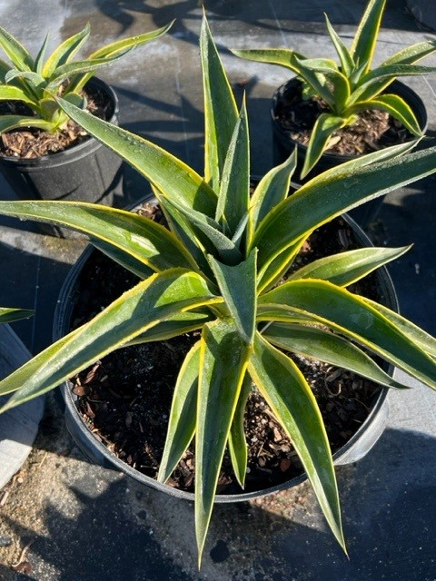 agave-lurida-agave-polyphylla-agave-desmettiana