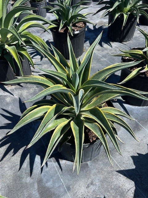 agave-lurida-agave-polyphylla-agave-desmettiana