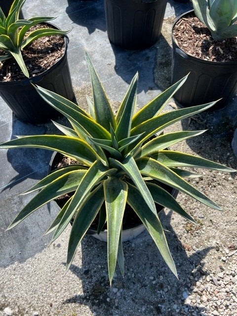 agave-lurida-agave-polyphylla-agave-desmettiana