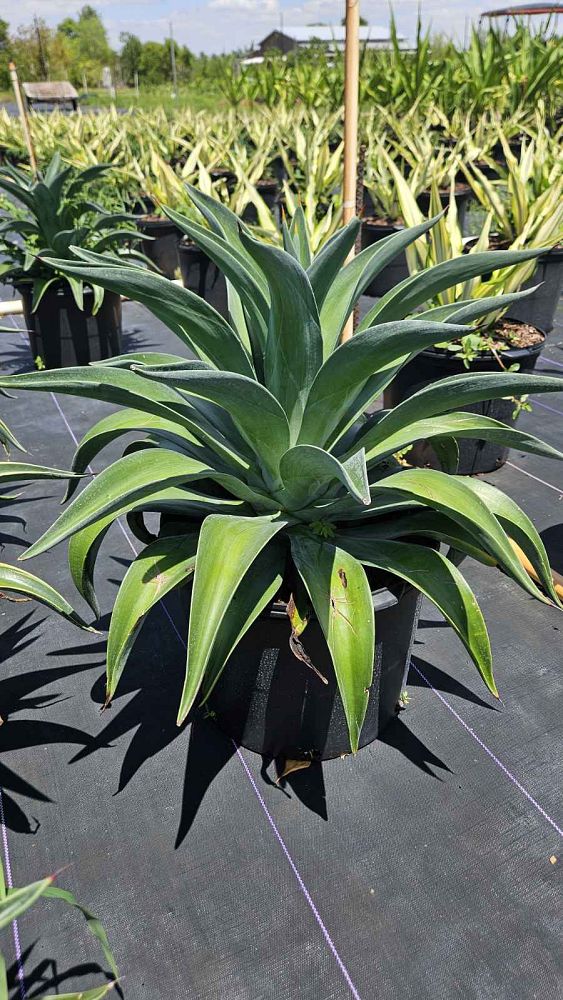 agave-lurida-agave-polyphylla-agave-desmettiana