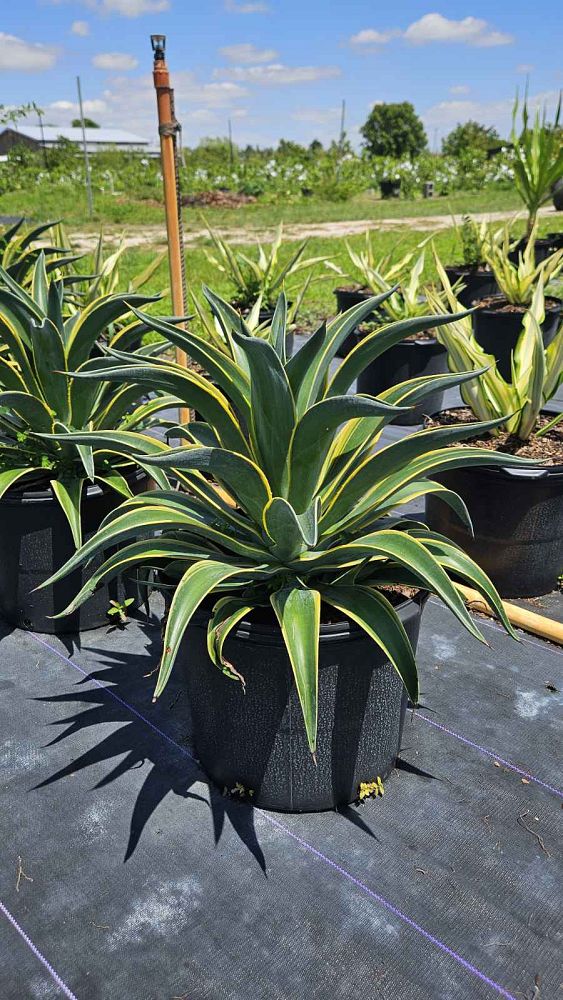 agave-lurida-agave-polyphylla-agave-desmettiana