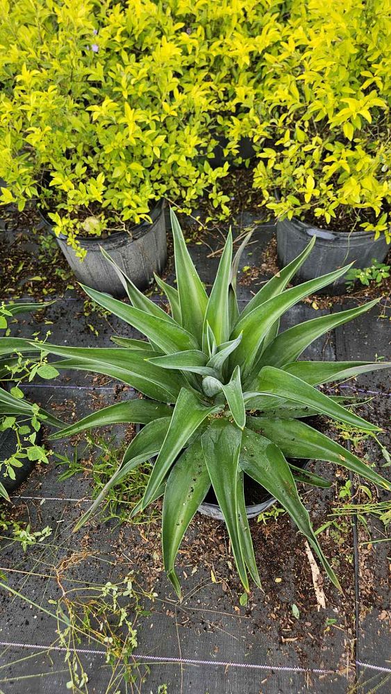 agave-lurida-agave-polyphylla-agave-desmettiana