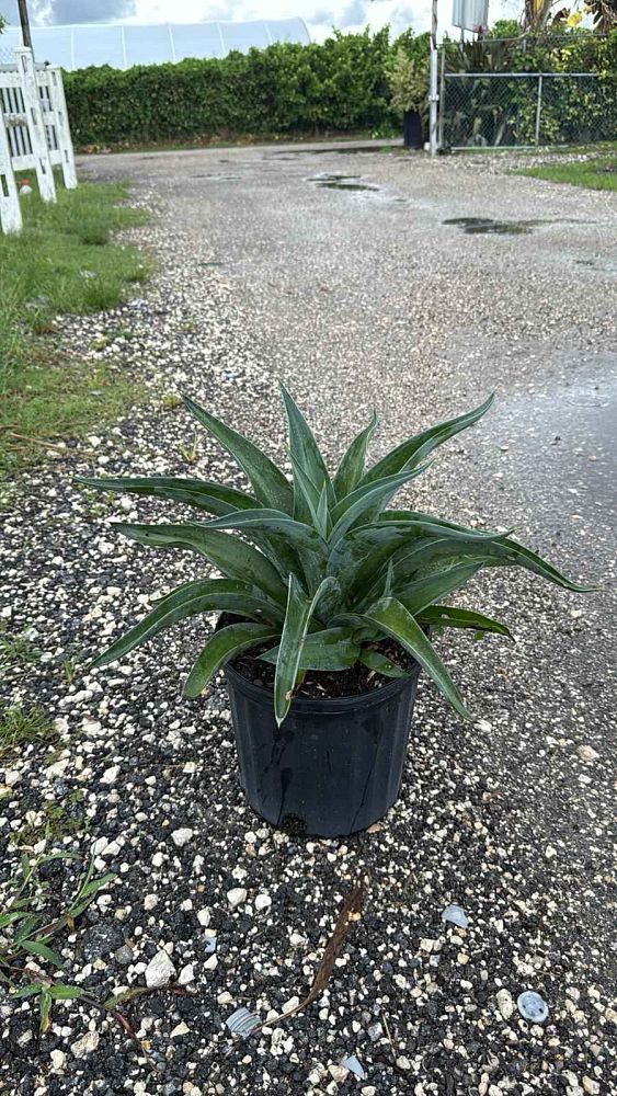 agave-lurida-agave-polyphylla-agave-desmettiana