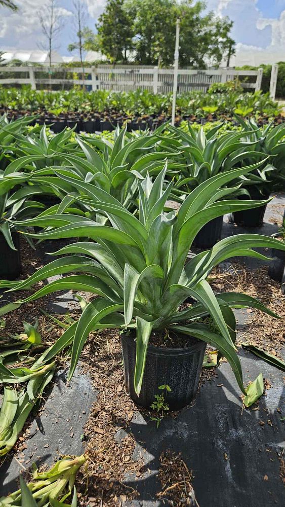 agave-lurida-agave-polyphylla-agave-desmettiana