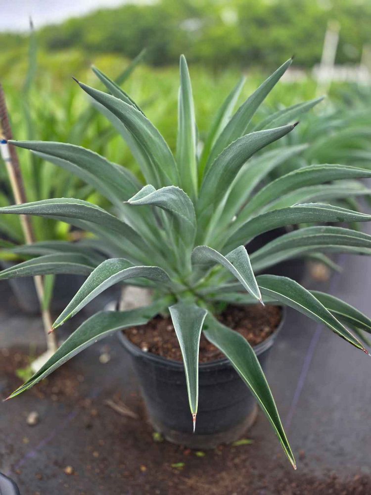agave-lurida-agave-polyphylla-agave-desmettiana