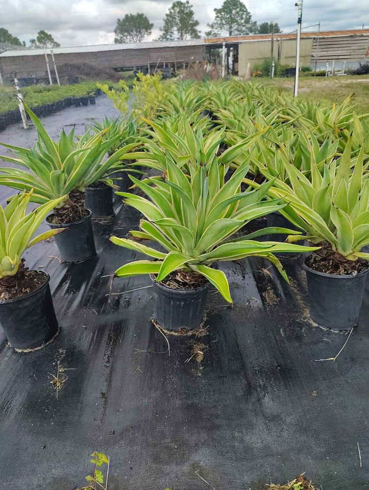 agave-lurida-agave-polyphylla-agave-desmettiana