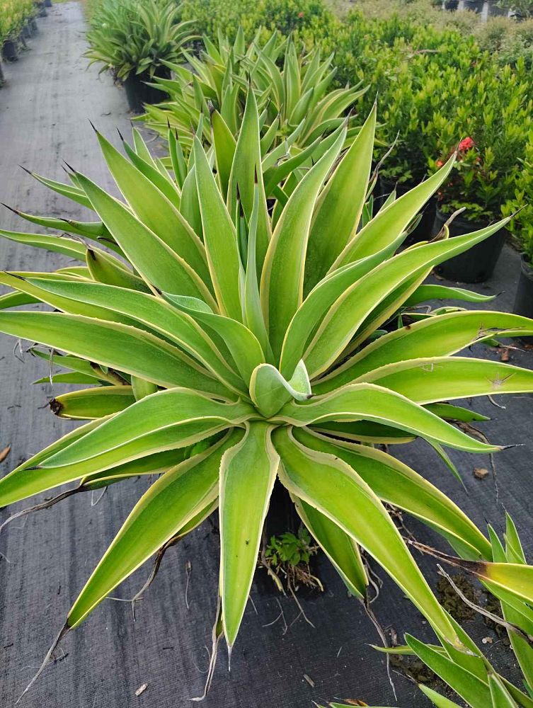 agave-lurida-agave-polyphylla-agave-desmettiana