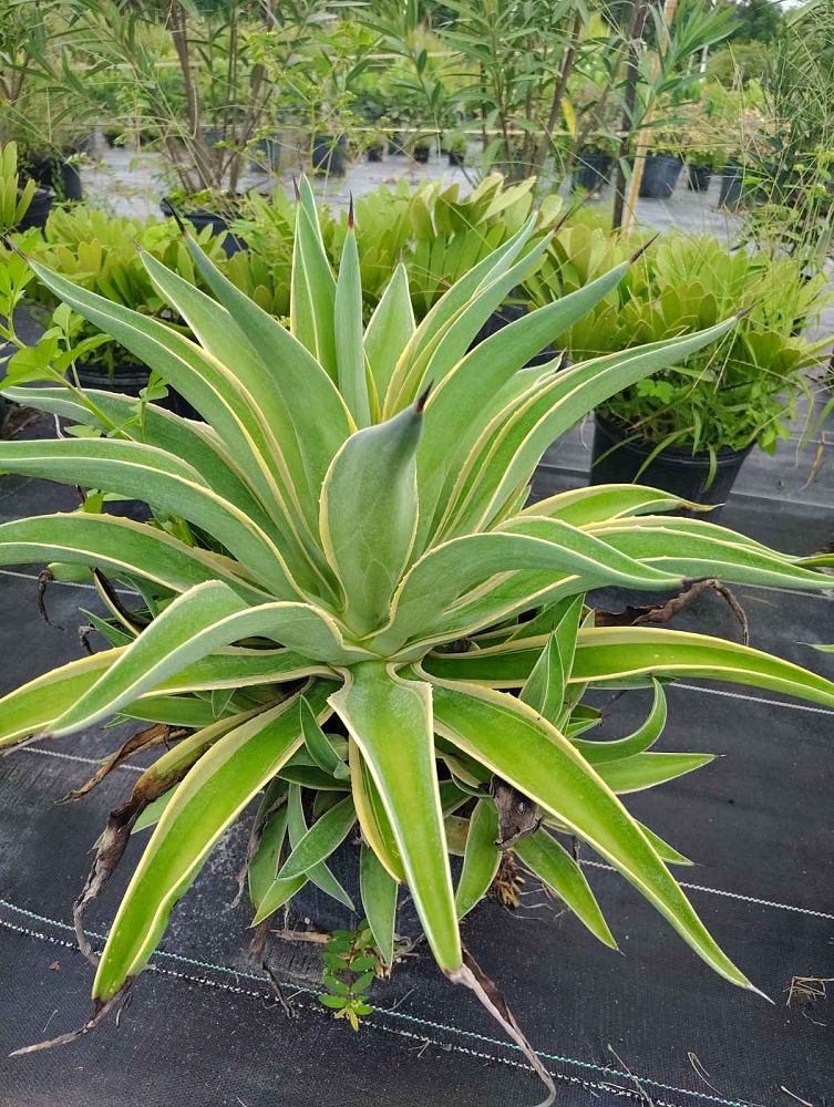 agave-lurida-agave-polyphylla-agave-desmettiana